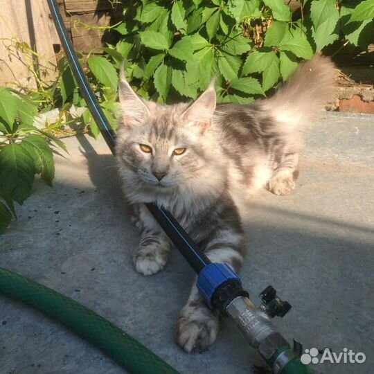 Мальчик Мейн-кун на случку за котенка