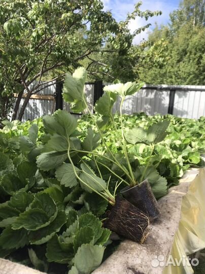 Рассада клубники (сортовая), август 23г