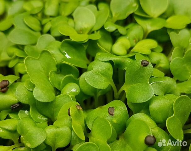 Семена для микрозелени купить в Санкт-Петербурге | Товары для дома и ...