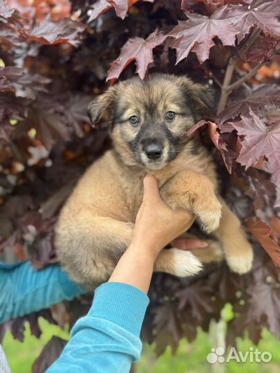 Щенок девочка 2 мес доставка бесплатно по области