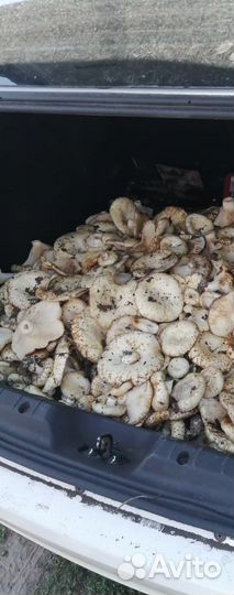 Грибы грузи урожай 2023 года