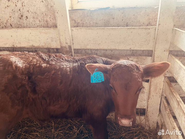 Телята бычки телки быстрая доставка