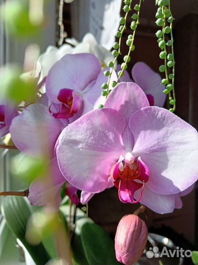 Орхидея фаленопсис