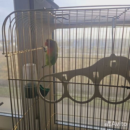 Попугай неразлучник с клеткой