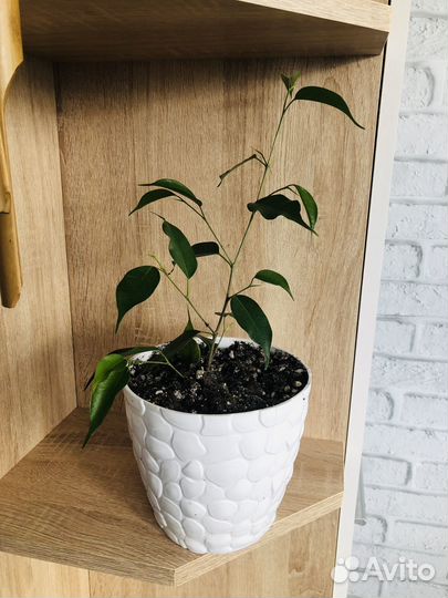 Фикус бенджамина