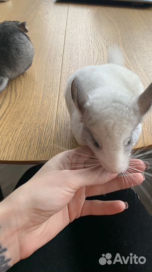 Шиншилла 2 месяца