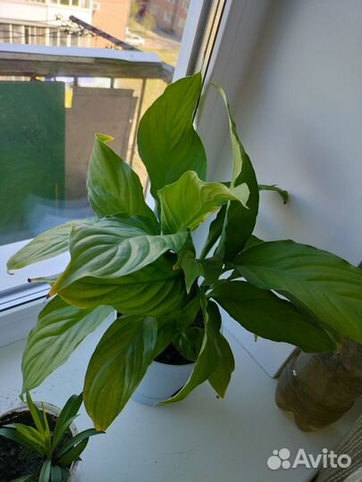 Спатифилум (женское счастье)