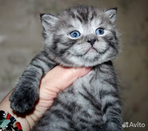 Красавчики