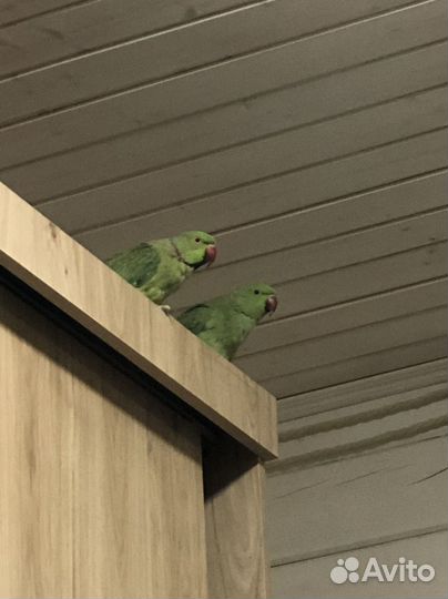 Попугай Ожереловый