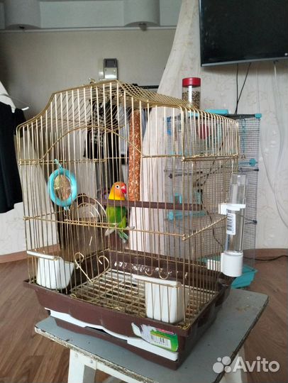Неразлучник попугай с клеткой