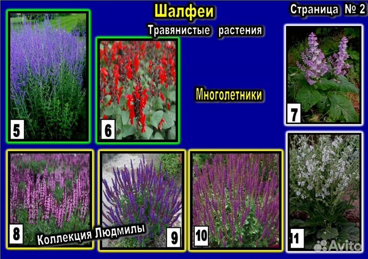 Акант, Шалфеи,Физостегии многолетние растения