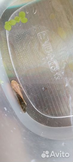 Сомики анциструсы