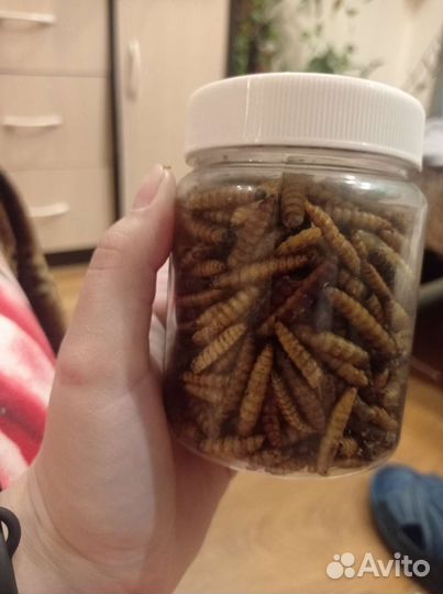 Личинки для крыс и других грызунов