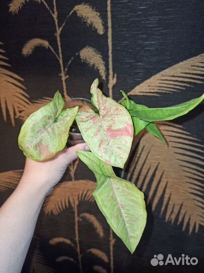 Комнатные цветы