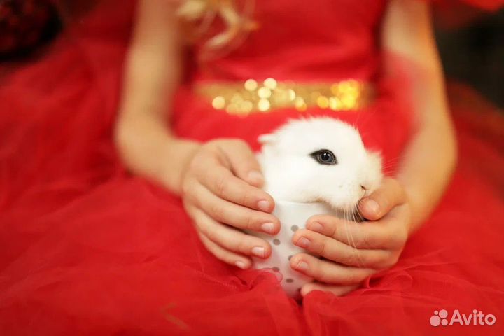 Мини Карликовый кролик - декоративный, редкий