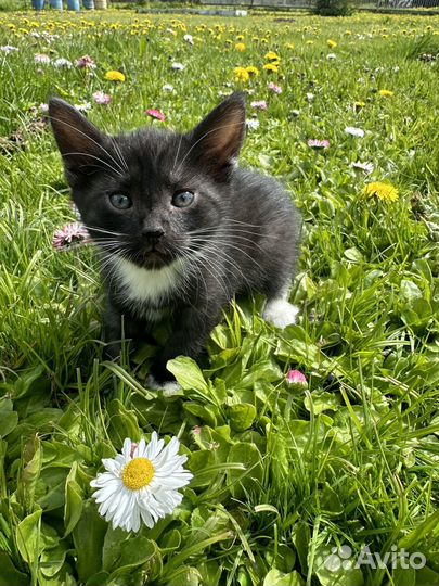 Котенок в дар бесплатно