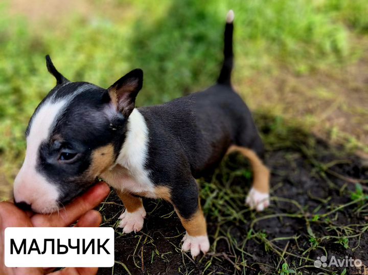 Миниатюрный бультерьер щенки