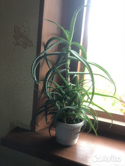 Алоэ лечебный