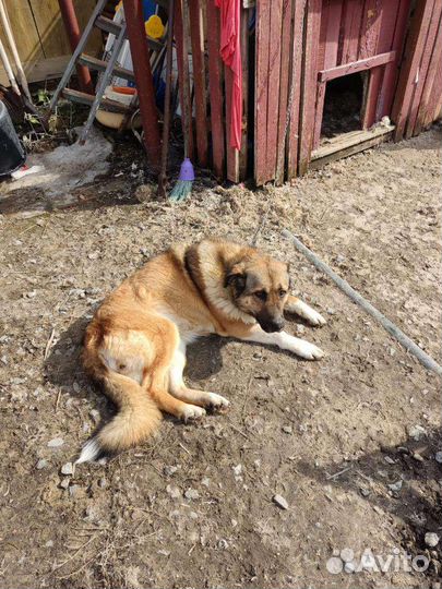 Собака в добрые руки