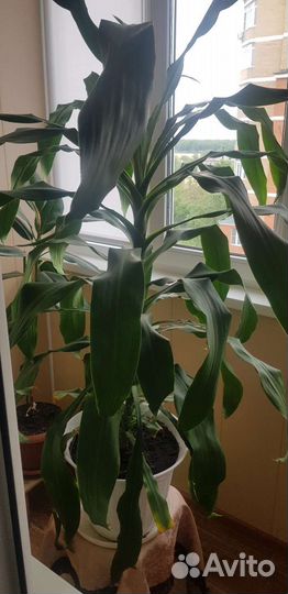 Комнатные цветы драцена