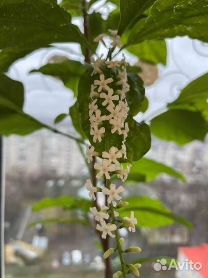 Эпифиллум,традесканции