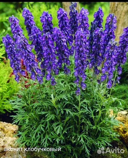 Многолетние цветы