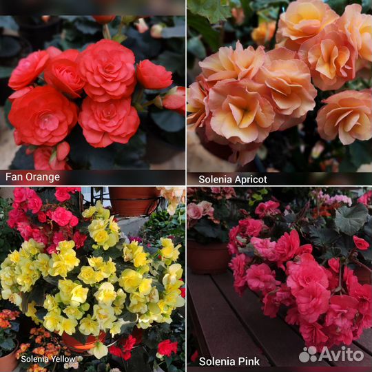 Ампельная бегония и бегония элатиор