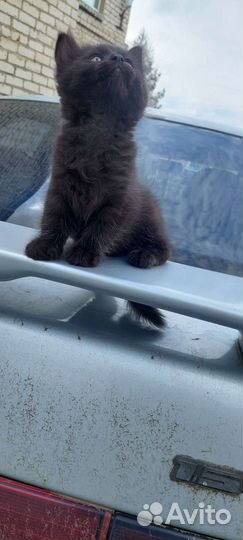 Котята бесплатно