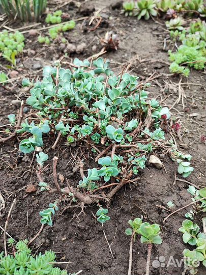 Цветы многолетники