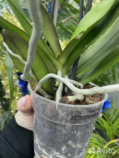 Орхидея бантик