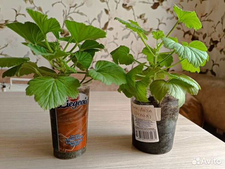 Королевская пеларгония