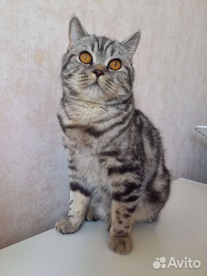 Кот ищет кошечку