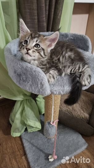 Котята мейн-кун
