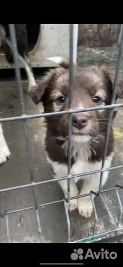 Щенки помесь с хаски в добрые руки