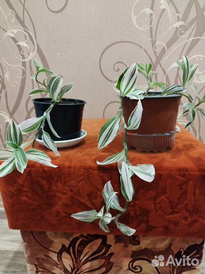 Традесканция белая