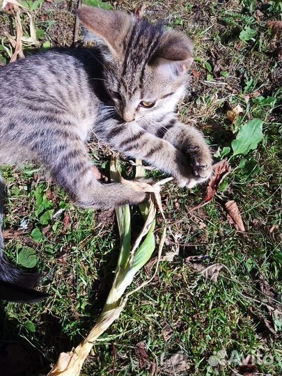 Котенок в добрые руки