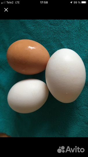 Курятник утепленный