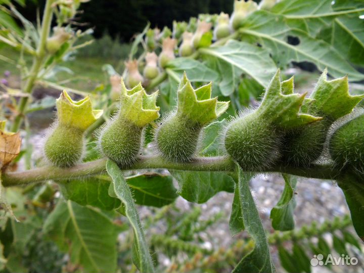 Семена Белены Черной Hyoscyamus niger