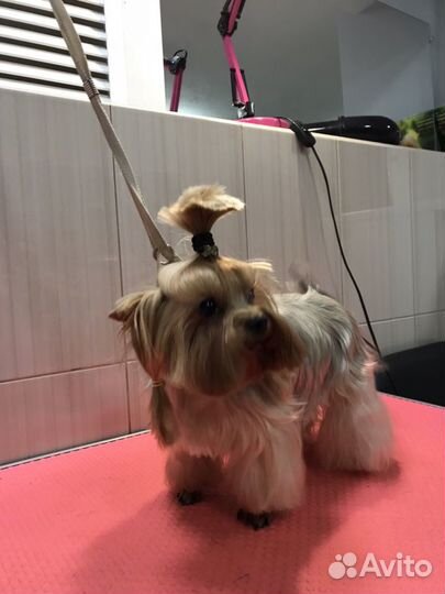 Обучение грумингу