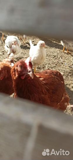 Инкубационное яйцо кур несушек, столовое