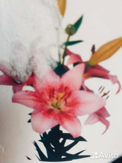 Лилии голландские 1.2-2 метра