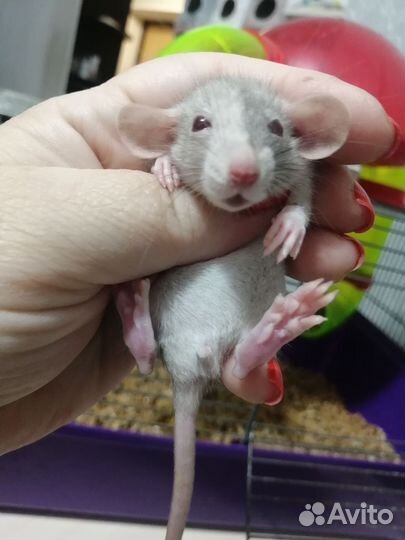Крыса крысята дамбо