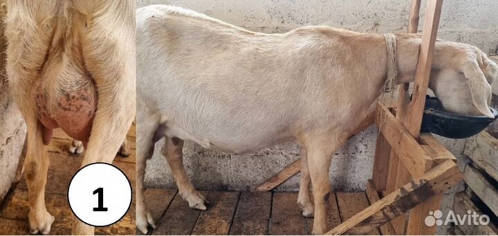 Зааненская дойная коза