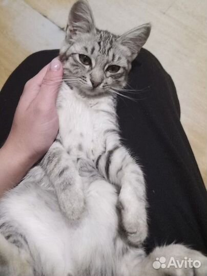 Котёнок 3-4 мес, девочка