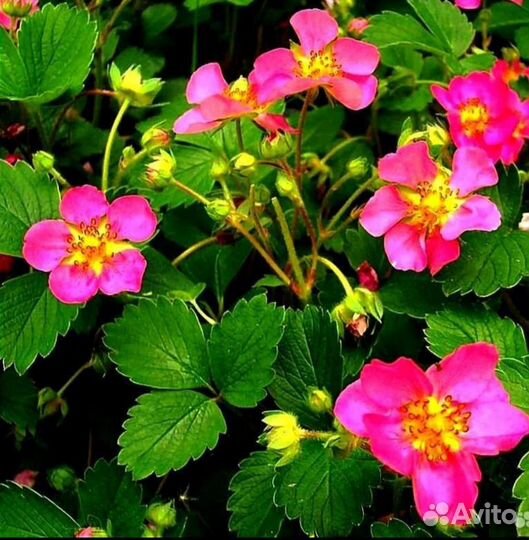 Саженцы клубники, земляники, земклуники