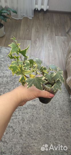 Комнатные цветы