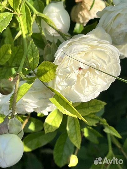 Розы флорибунда