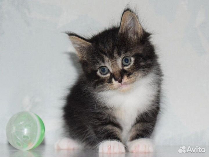 Котята курильского бобтейла