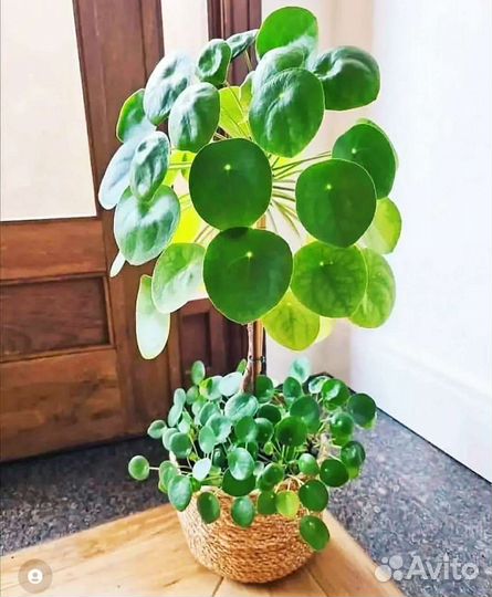 Алоказия Аглаонема Пилея Спатифиллум Диффенбахия