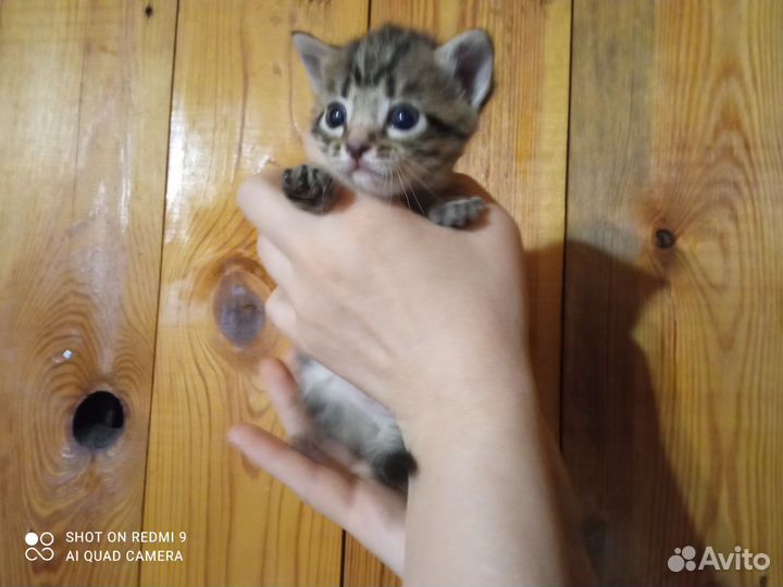 Котята от ловчей кошки в дар бесплатно